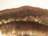 Ramaricium flavomarginatum image