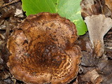 Sarcodon underwoodii image