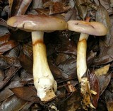 Cortinarius emunctus image