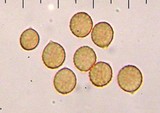Cortinarius emunctus image