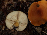 Lactarius volemus image
