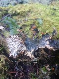 Peltigera neopolydactyla image