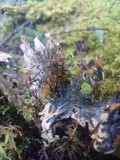 Peltigera neopolydactyla image