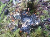 Peltigera neopolydactyla image