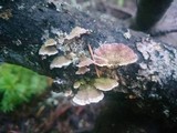Trichaptum abietinum image