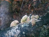 Trichaptum abietinum image