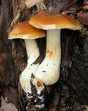 Cortinarius pluvius image