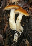 Cortinarius pluvius image