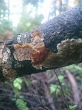 Stereum sanguinolentum image