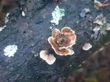 Stereum sanguinolentum image