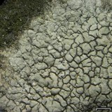 Aspicilia cinerea image