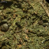 Dimerella pineti image