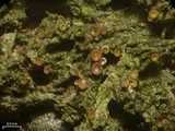 Dimerella pineti image