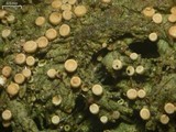 Dimerella pineti image