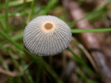 Parasola plicatilis image