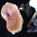 Tricholoma imbricatum image