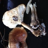 Tricholoma imbricatum image
