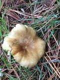 Hygrophorus occidentalis image