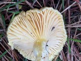 Hygrophorus occidentalis image