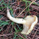 Hygrophorus occidentalis image