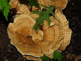 Bondarzewia berkeleyi image