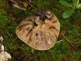 Lactarius subvellereus image