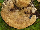 Lactarius subvellereus image