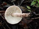 Lepiota subincarnata image
