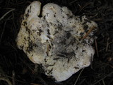 Cantharellus subalbidus image