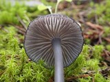 Entoloma serrulatum image