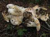 Cantharellus subalbidus image