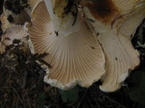 Cantharellus subalbidus image