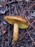Phylloporus rhodoxanthus image