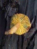 Phylloporus rhodoxanthus image