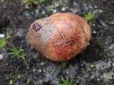 Rhizopogon occidentalis image