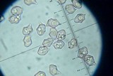 Entoloma vernum image