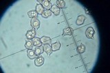 Entoloma vernum image