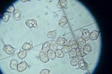 Entoloma vernum image