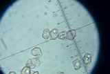 Entoloma vernum image