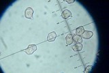 Entoloma vernum image