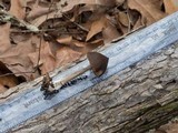 Entoloma vernum image