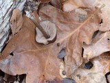 Entoloma vernum image