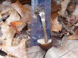 Entoloma vernum image