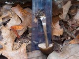 Entoloma vernum image