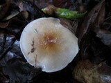 Hygrophorus roseobrunneus image