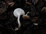 Hygrophorus roseobrunneus image