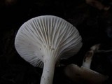 Hygrophorus roseobrunneus image