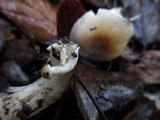 Hygrophorus roseobrunneus image