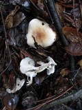Hygrophorus roseobrunneus image
