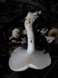 Hygrophorus roseobrunneus image